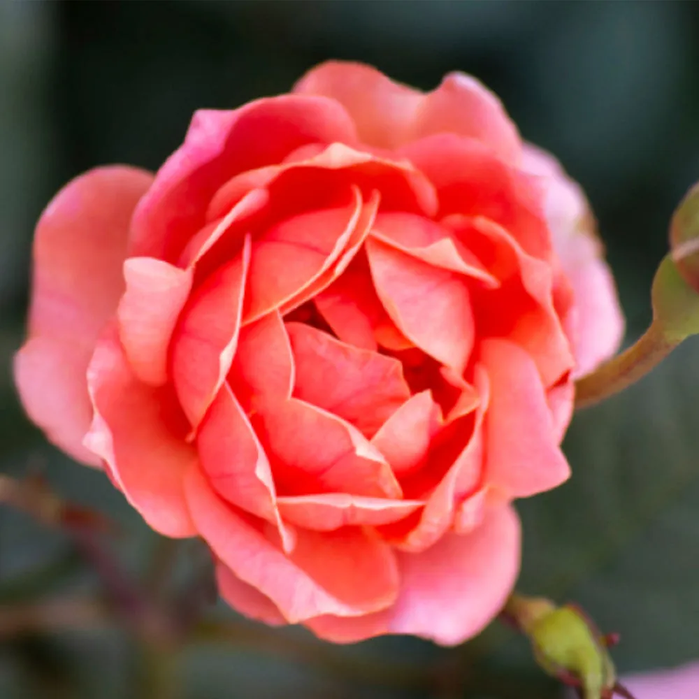 Coral Knock Out® Rose Shrub