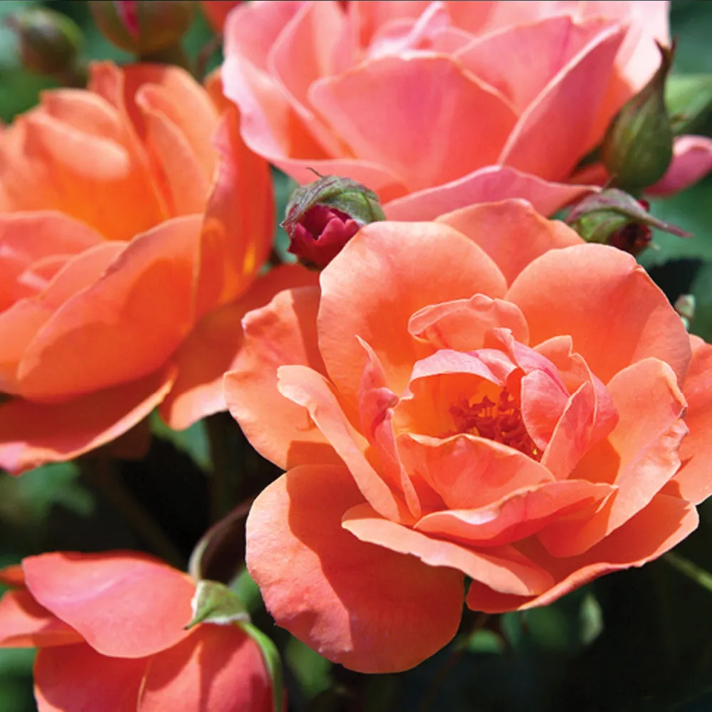 Coral Knock Out® Rose Shrub