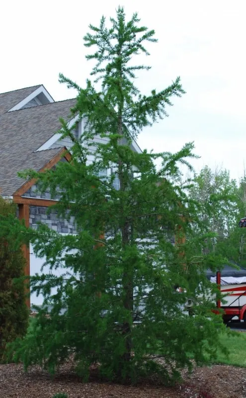 Larch:  'Siberian' - 5 Gal (Bl)