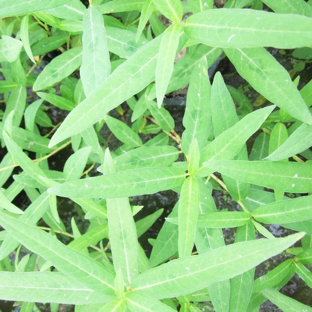 Persicaria Amphibia Aquatic Pond Plant - Amphibious Knotweed