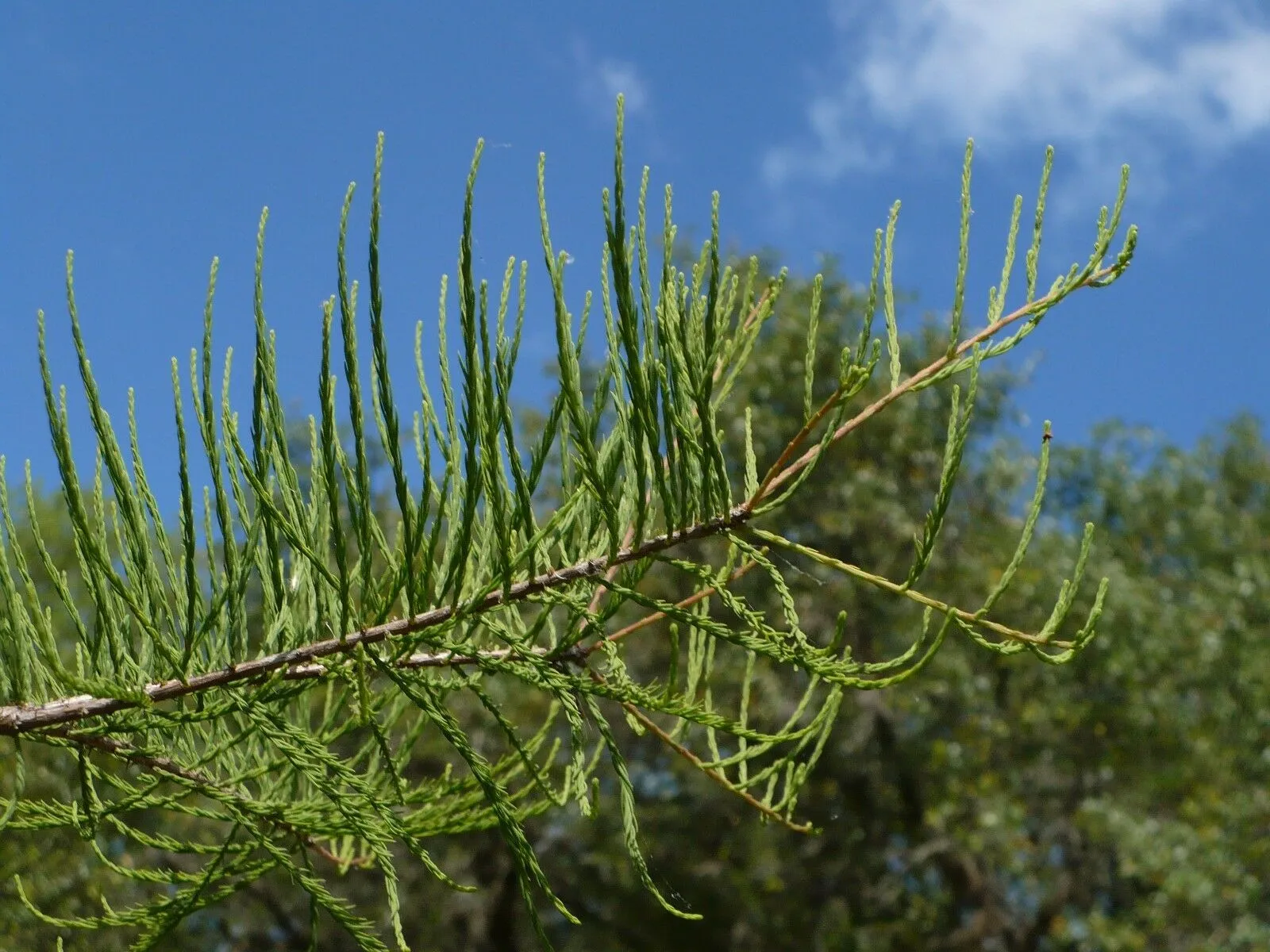 Pond Cypress Taxodium ascendens 20 Seeds  USA Company