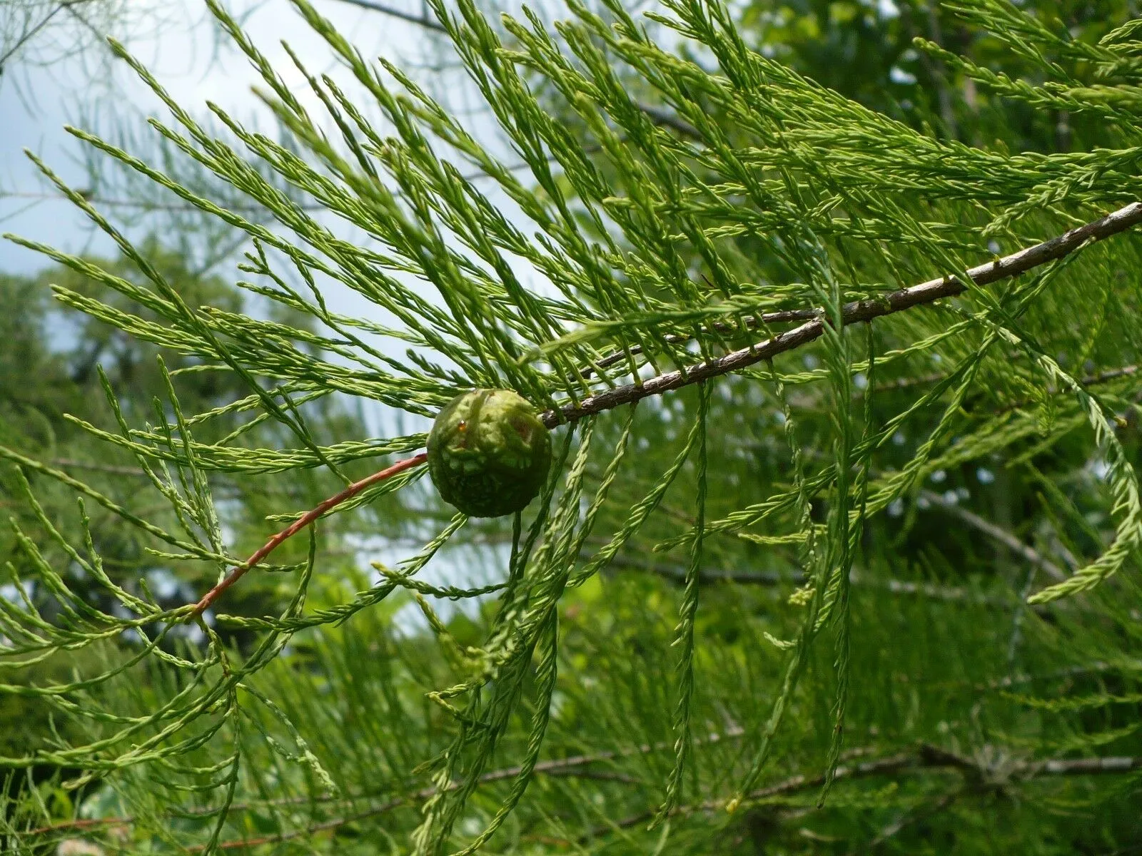 Pond Cypress Taxodium ascendens 20 Seeds  USA Company