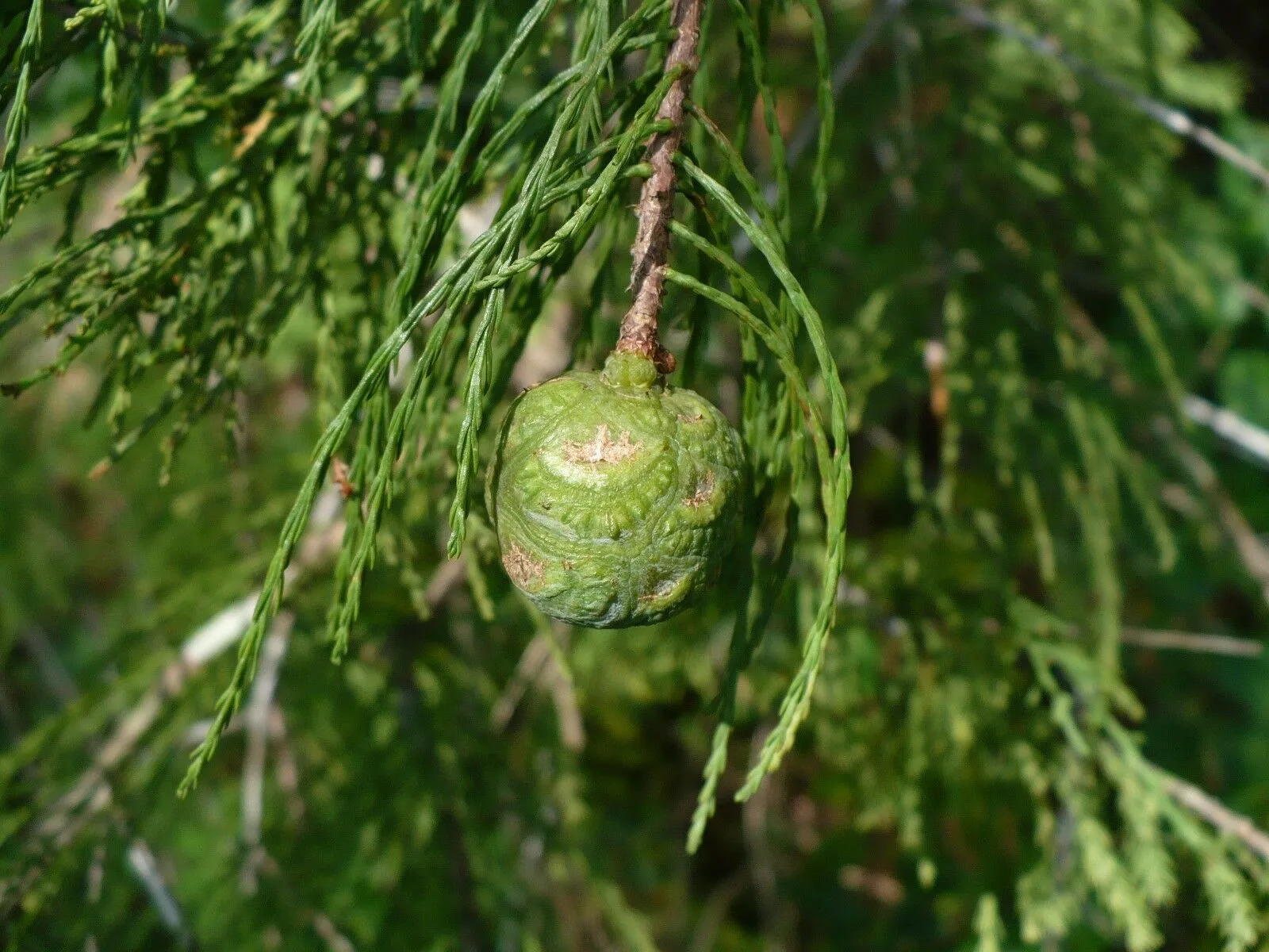 Pond Cypress Taxodium ascendens 20 Seeds  USA Company