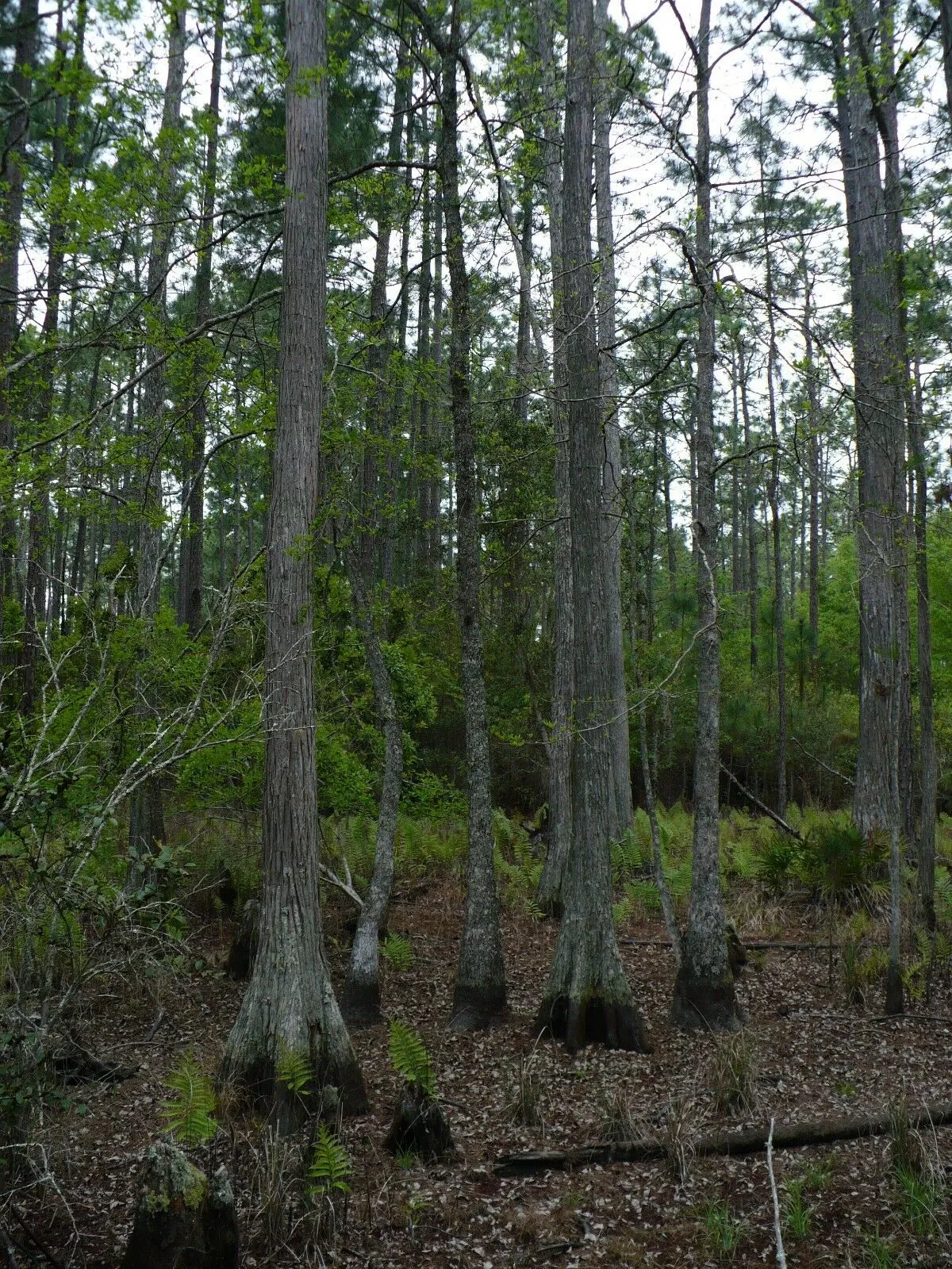 Pond Cypress Taxodium ascendens 20 Seeds  USA Company