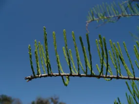 Pond Cypress Taxodium ascendens 20 Seeds  USA Company