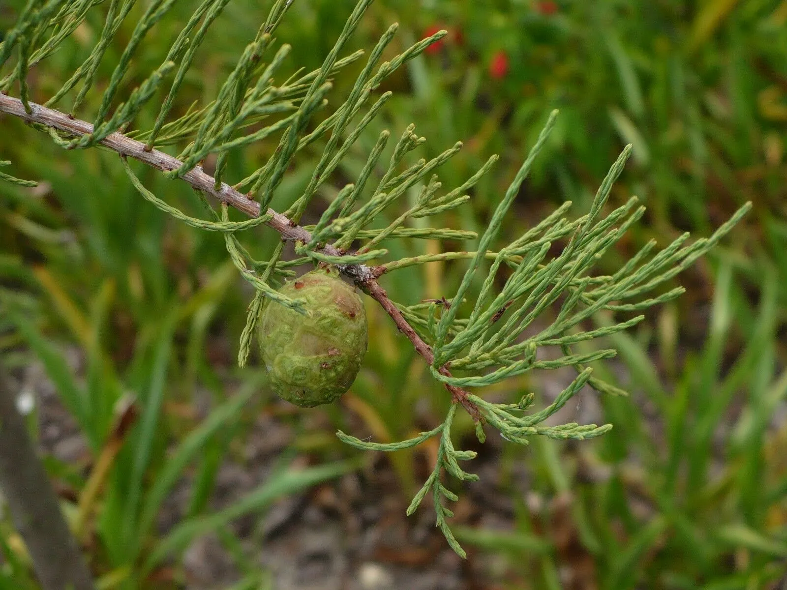 Pond Cypress Taxodium ascendens 20 Seeds  USA Company