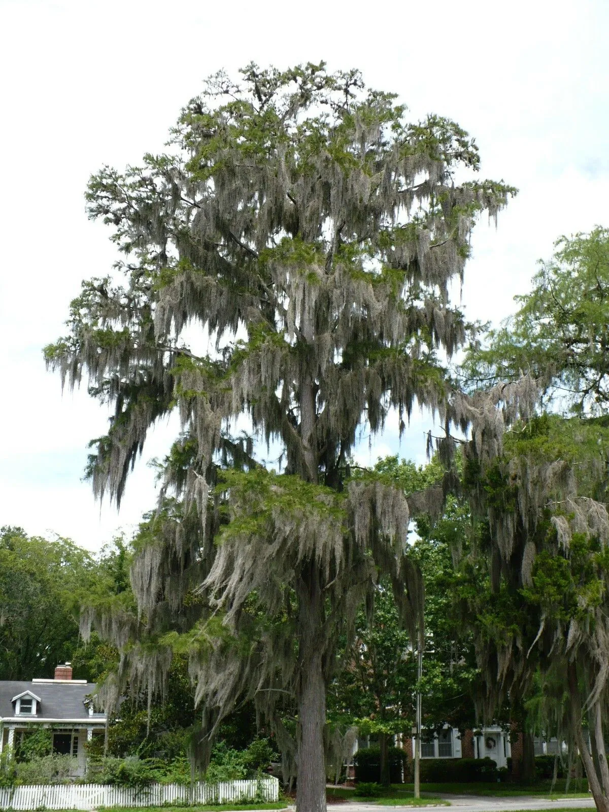 Pond Cypress Taxodium ascendens 20 Seeds  USA Company