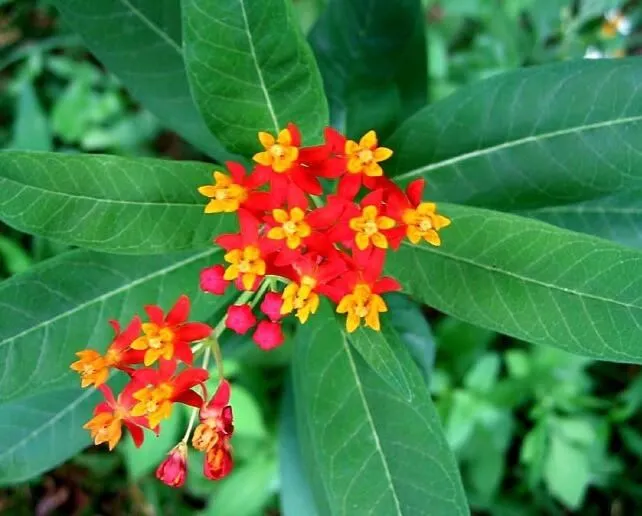 Tropical Milkweed   Asclepias curassavica   100 Seeds  USA Company