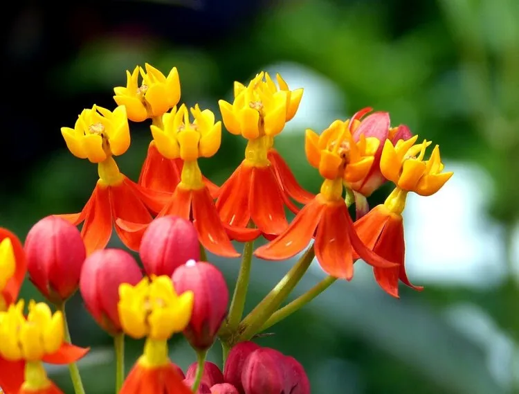 Tropical Milkweed   Asclepias curassavica   100 Seeds  USA Company