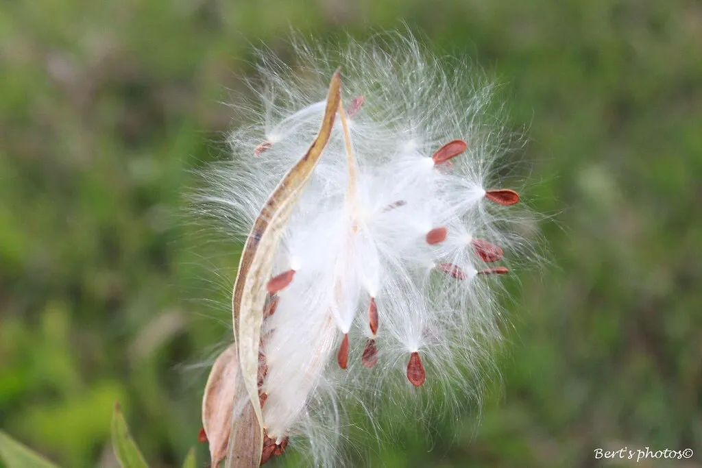 Tropical Milkweed   Asclepias curassavica   100 Seeds  USA Company