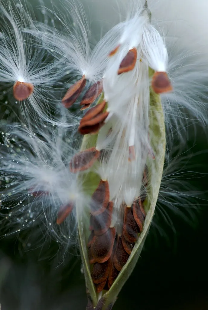 Tropical Milkweed   Asclepias curassavica   100 Seeds  USA Company